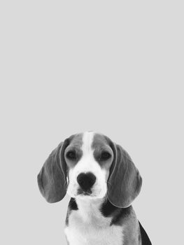 Canvas Print Grey dog