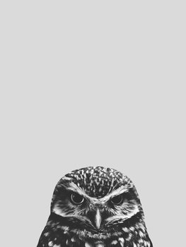 Ilustração Grey owl