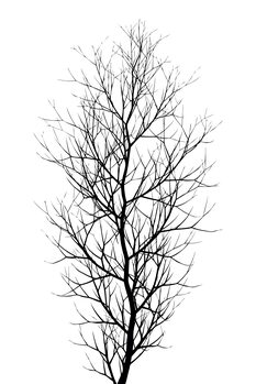 Illustration The Tree BLACK