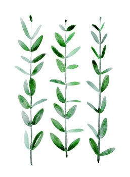 Ilustração Watercolor eucalyptus parvifolia