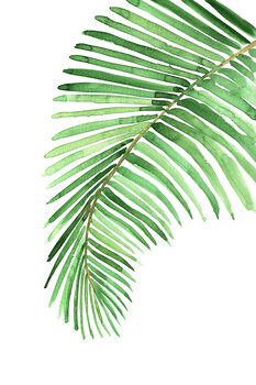 Ilustração Watercolor palm leaf