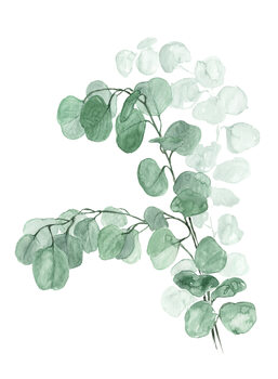 Ilustração Watercolor silver dollar eucalyptus