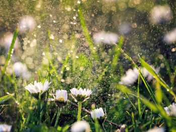 Μπλουζάκι Meadow daisy close up
