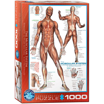 Puzzle The Muscular System