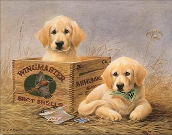 KAATZ - wingmasters Metal Sign