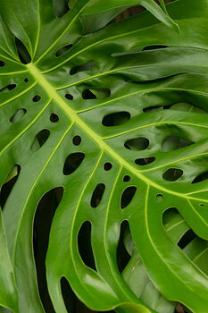 Футболка Monstera Deliciosa