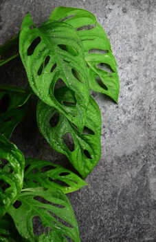Футболка Montstera monkey leaf