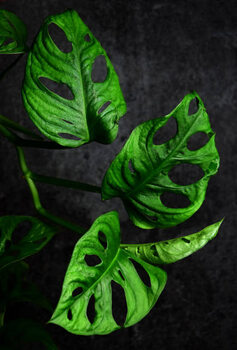 Футболка Montstera monkey leaf