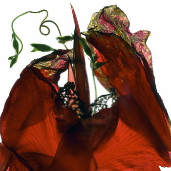 Принти на полотні Morning Glory Canna Red