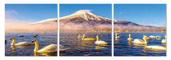 Swans on the lake Mounted Art Print
