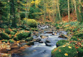 Murais de parede FOREST STREAM