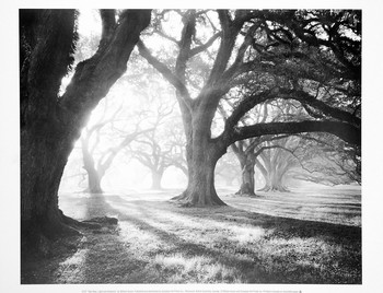 Art Print Oak Alley, Light and Shadows