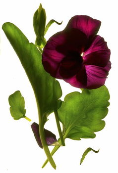 Принти на полотні Pansy Purple, 2014,