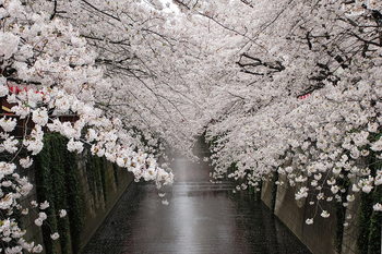Γυάλινη τέχνη Path - White Blossoms