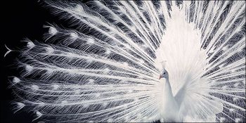 Плакат с рамка Peacock - Tim Flach