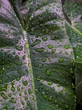 Футболка Philodendron burle-marxii