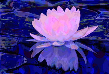 Принти на полотні Pink Water Lily