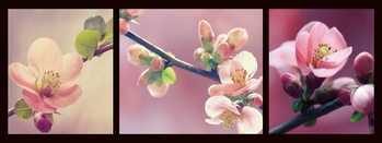 Γυάλινη τέχνη Pink World - Pink Orchid
