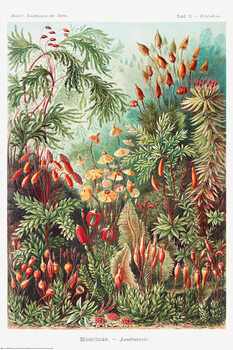 Plakat Bladmosser
