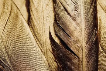 Plakat Close-up of Gold Leaf Feathers