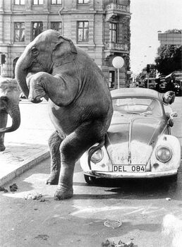 Plakat Elephant on VW, ca. 1950, exact place unknown, Cuba, Caribbean, Central America, 1950