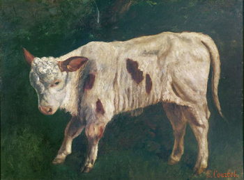 Poster A Calf