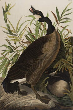 Poster Canada Goose, 1827-1838