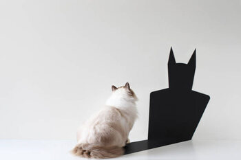 Poster Conceptual ragdoll cat looking at bat shadow