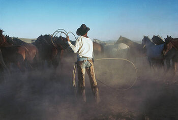 Poster Cowboy with lariat rounding up horses