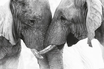 Poster Elephant - Touch