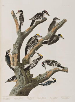 Poster Illustration from 'Birds of America', 1827-38