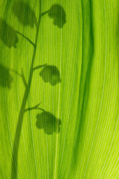 Poster Lily of the valley, silhouette