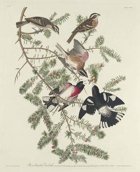 Poster Rose-breasted Grosbeak, 1832