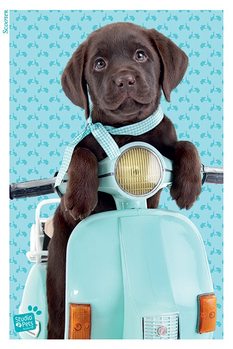 Poster Studio Pets - Scooter