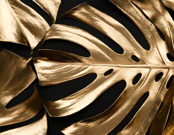 Slika na platnu Golden monstera leaf on black background