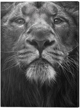 Slika na platnu Marina Cano - The King