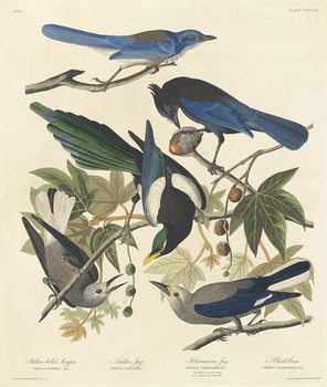 Slika na platnu Yellow-billed Magpie, Stellers Jay, Ultramarine Jay and Clark's Crow