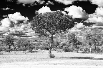 Art Print on Demand Acacia Tree in the African Savannah