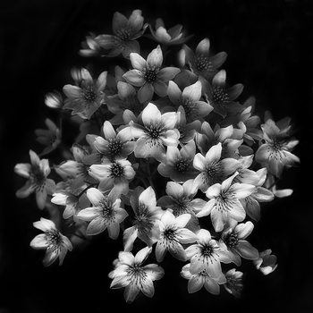 Art Print on Demand Early Sensation