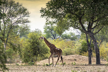 Art Print on Demand Giraffe in the Savanna