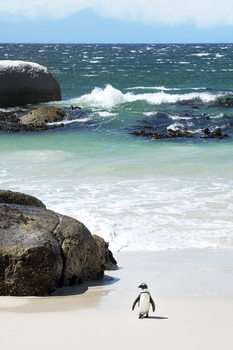 Art Print on Demand Penguin at Boulders Beach