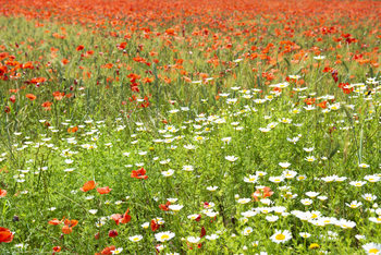 Art Print on Demand Spring Flowers