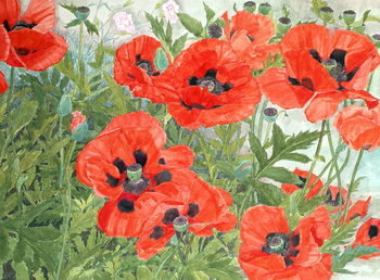 Принти на полотні Poppies