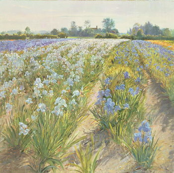 Slika na platnu Blue and White Irises, Wortham