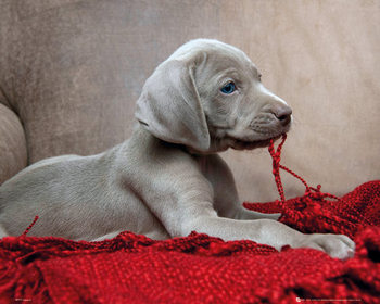 Poster Chiot - Red Blanket
