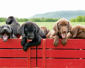 Poster Chiot - Red Wagon