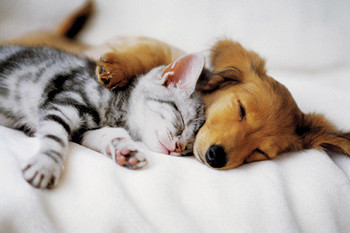 Poster Cuddles