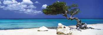 Poster Divi divi tree - Tom Mackie