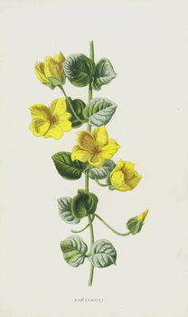 Poster Moneywort
