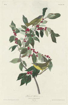 Slika na platnu Nashville Warbler, 1830